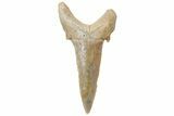 Sand Tiger Shark (Carcharias) Tooth - Dakhla, Morocco #225295-1